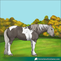 Horse Color:Silver Black Tobiano 