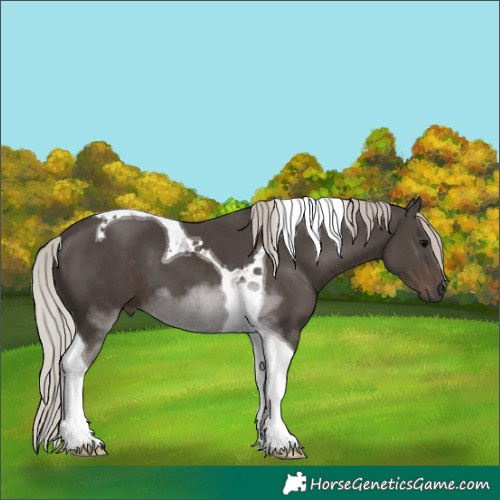 Horse Color:Silver Black Tobiano 