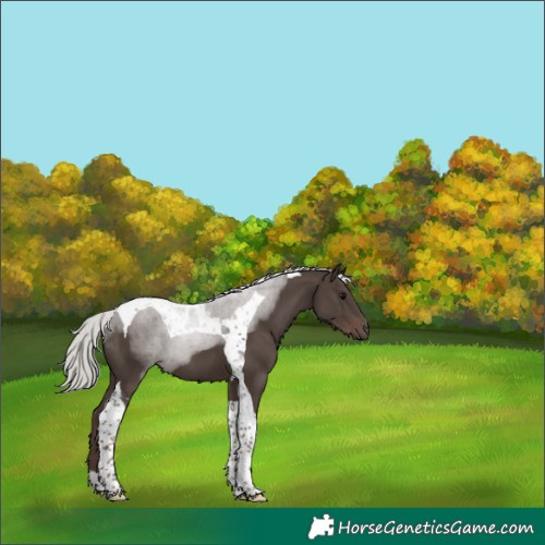 Horse Color:Silver Black Tobiano 