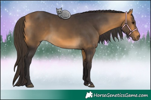 Horse Color:Buckskin
