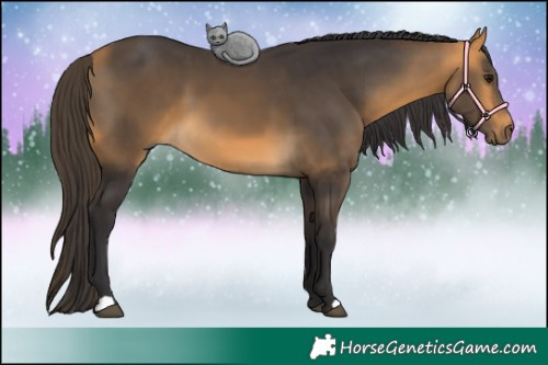 Horse Color:Buckskin