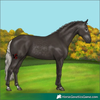Horse Color:Gray Silver Black 