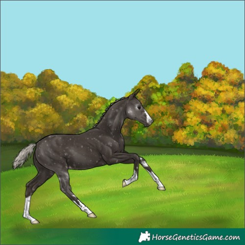 Horse Color:Gray Silver Black Appaloosa 