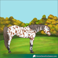Horse Color:Bay Near Leopard