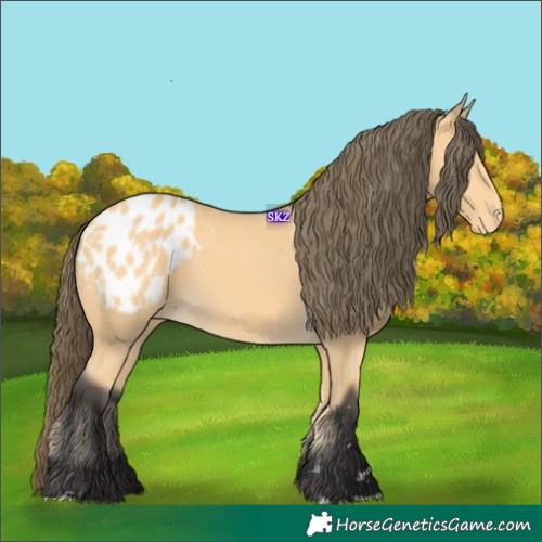 Horse Color:Buckskin Blanket 