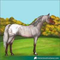 Horse Color:Silver Brown Roan Appaloosa Rabicano 