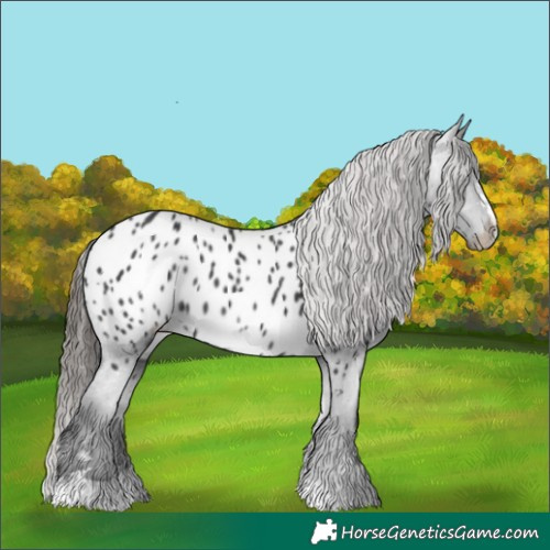 Horse Color:Black Appaloosa Rabicano 