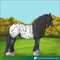 Horse Color:Black Appaloosa Rabicano 