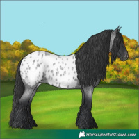 Horse Color:Blue Roan Near Leopard Rabicano 