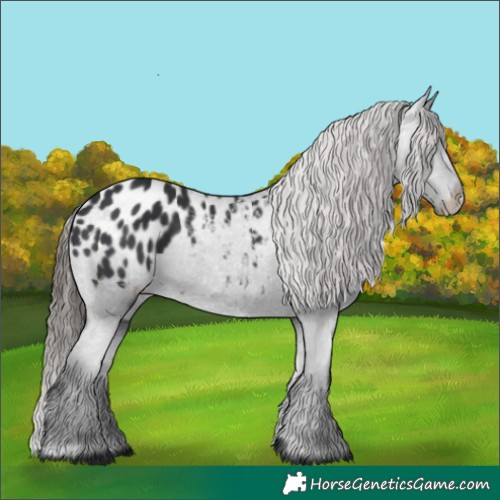 Horse Color:Black Appaloosa Rabicano 