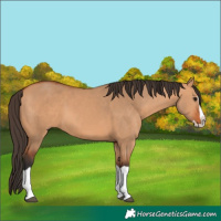 Horse Color:Bay Dun Splash 