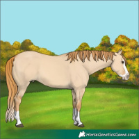 Horse Color:Red Dun Splash 
