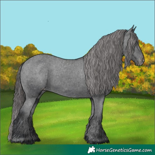 Horse Color:Black Appaloosa Rabicano 