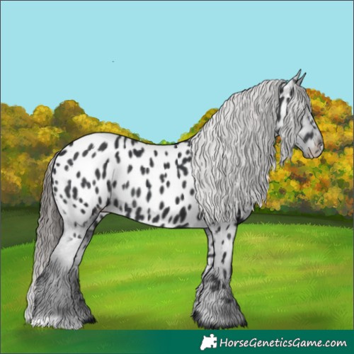 Horse Color:Black Appaloosa Rabicano 