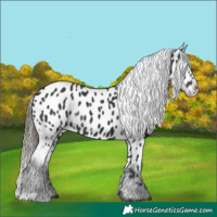 Horse Color:Black Appaloosa Rabicano 