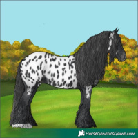 Horse Color:Black Appaloosa Rabicano 