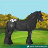 Horse Color:Black Appaloosa Rabicano 