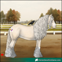 Horse Color:Palomino Appaloosa