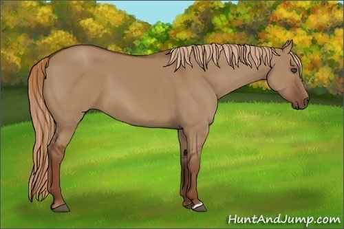 Horse Color:Unknown 