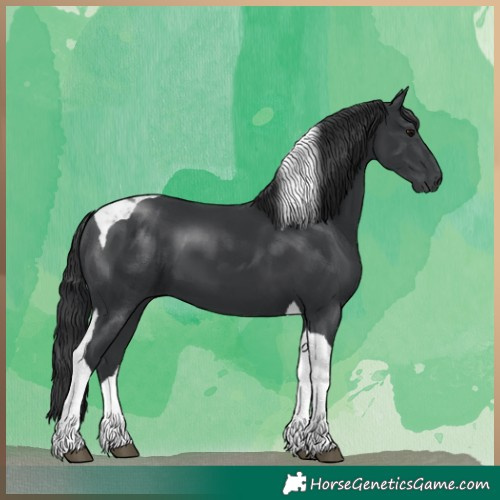 Horse Color:Black Tobiano 