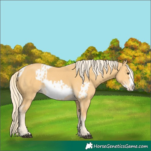 Horse Color:Palomino Splash Frame  and Palomino Splash Frame Appaloosa 