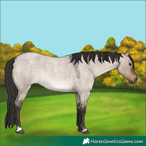 Horse Color:Brown Roan Dun 