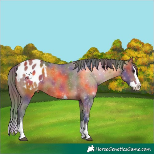 Horse Color:Nacre Bay Sabino Splash Appaloosa 