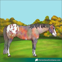 Horse Color:Nacre Bay Sabino Splash Appaloosa 