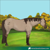 Horse Color:Liver Red Dun