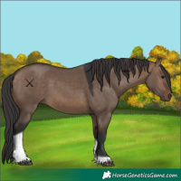 Horse Color:Brown Dun Tobiano 