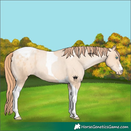 Horse Color:Amber Champagne Pearl Tobiano Varnish Rabicano