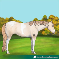 Horse Color:Amber Champagne Pearl Tobiano Varnish Rabicano