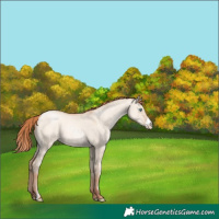 Horse Color:Sable Champagne Pearl Dun Sabino 