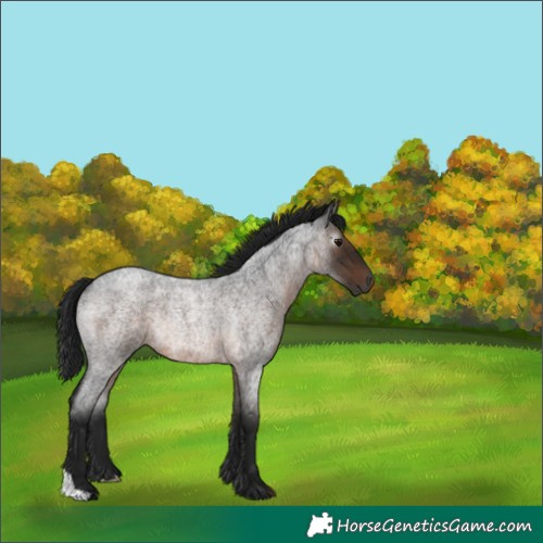 Horse Color:Gray Brown Roan Rabicano 
