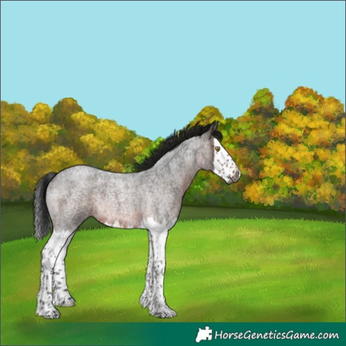 Horse Color:Gray Brown Roan Splash Rabicano 