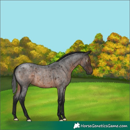 Horse Color:Gray Brown Roan Rabicano 