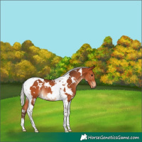 Horse Color:White Spotted Silver Bay Tobiano Rabicano