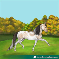 Horse Color:White Spotted Bay Dun Tobiano Rabicano