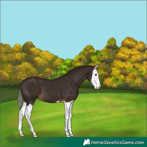 Horse Color:Liver Chestnut Splash Varnish 