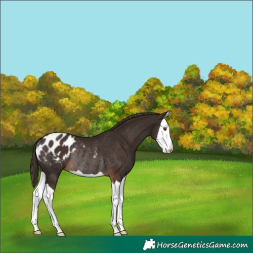 Horse Color:Liver Chestnut Splash Appaloosa Rabicano 
