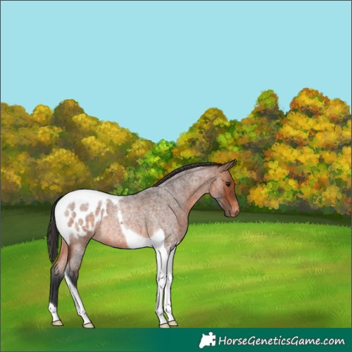Horse Color:Bay Roan Tobiano Blanket Rabicano 
