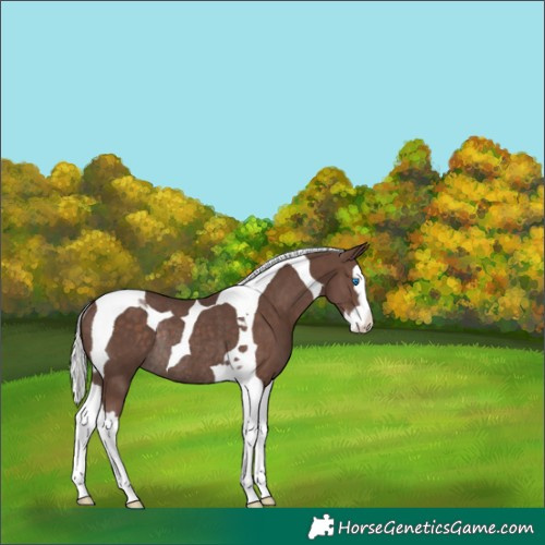 Horse Color:Silver Black Splash Tobiano Varnish Rabicano 