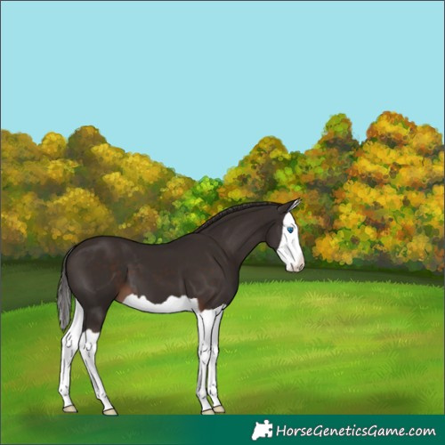 Horse Color:Liver Chestnut Splash 