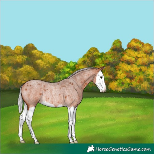 Horse Color:Silver Bay Roan Splash Rabicano 