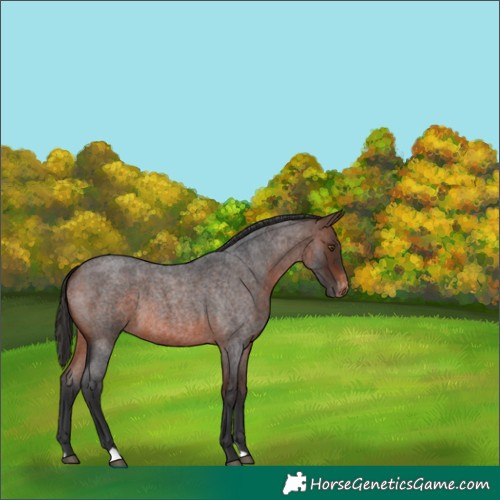 Horse Color:Brown Roan Varnish 