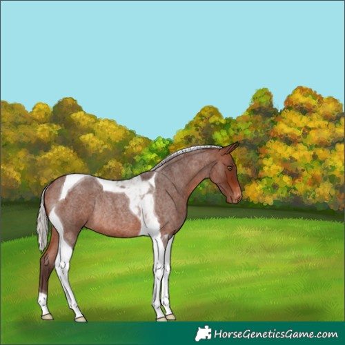 Horse Color:Silver Brown Roan Tobiano Varnish Rabicano 