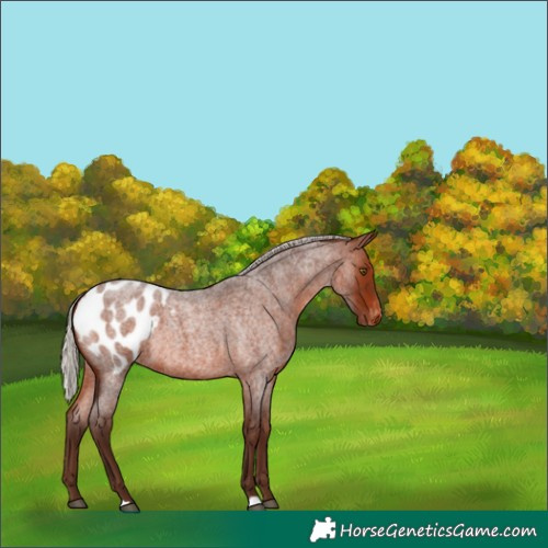 Horse Color:Silver Brown Roan Blanket Rabicano 