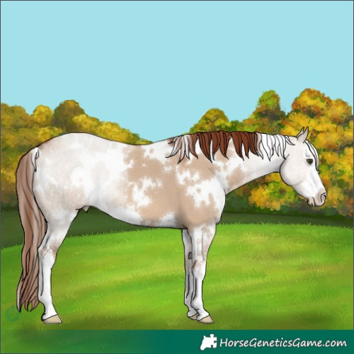 Horse Color:White Spotted Red Dun 
