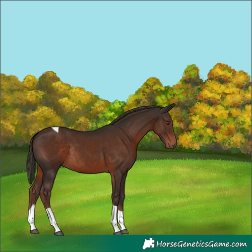 Horse Color:Liver Chestnut Tobiano Rabicano 