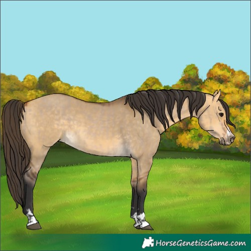 Horse Color:Bay Dun  and Buckskin Dun 